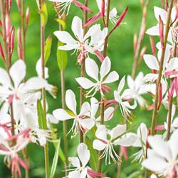 Gaura blanco de Lindheimer